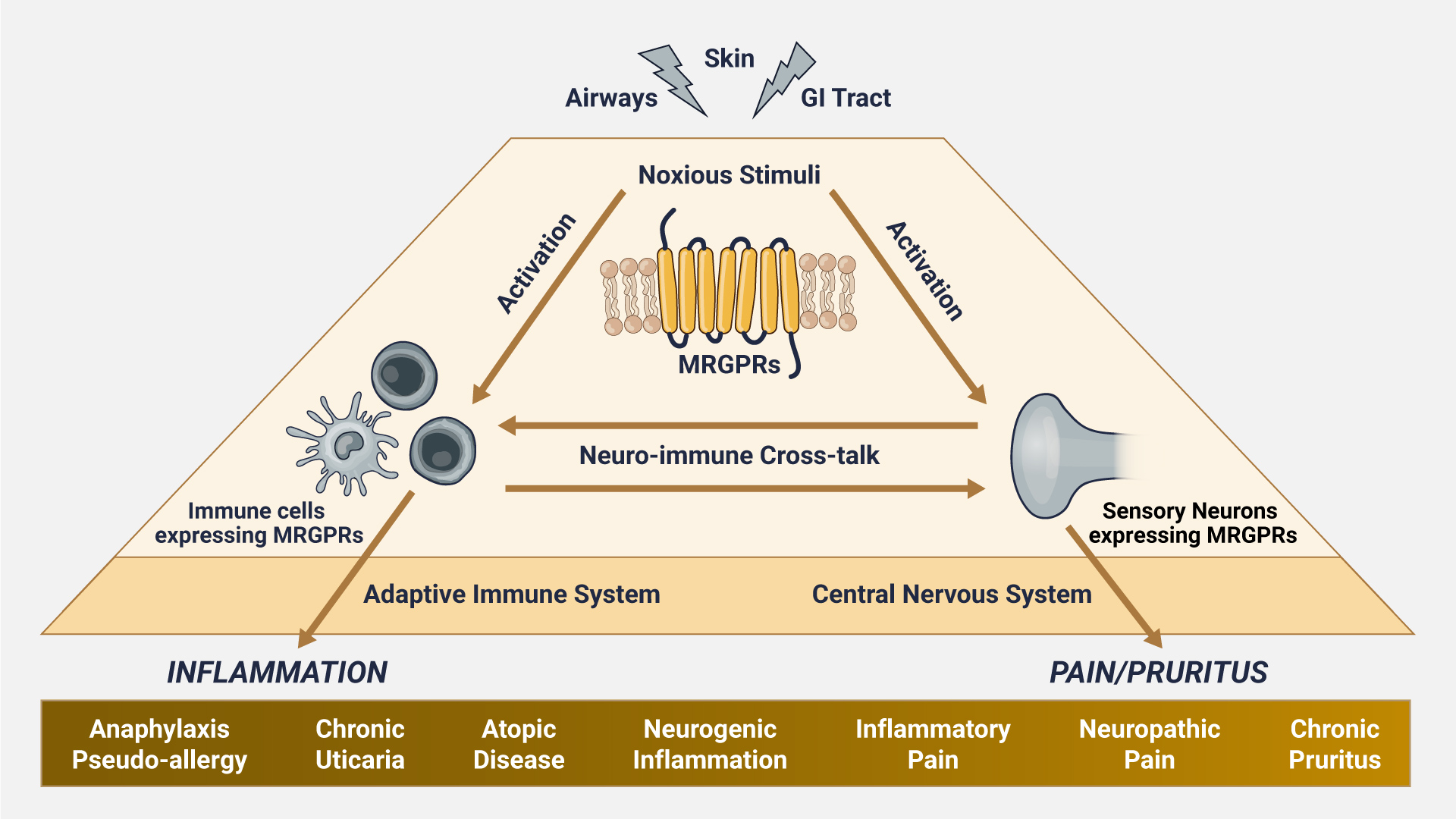 MRGPR mechanism of action