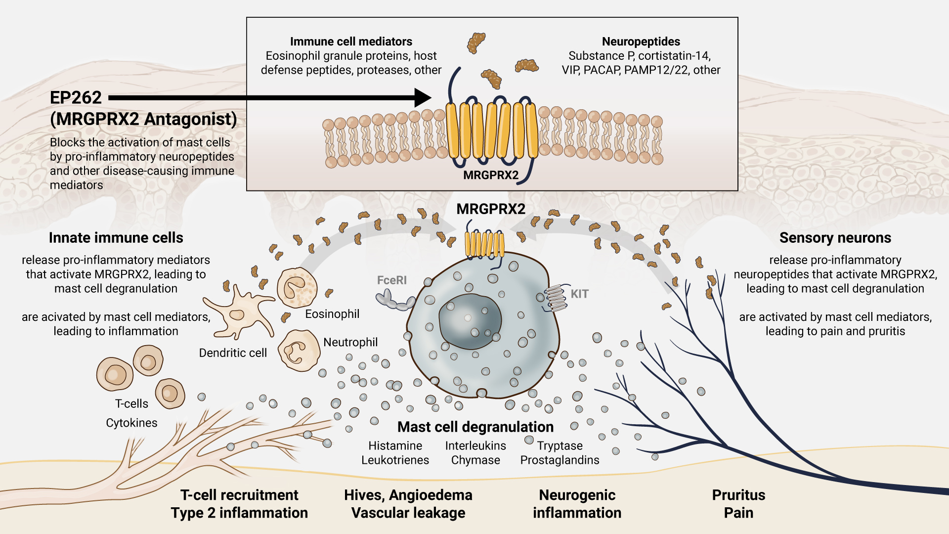 EP262 mechanism of action