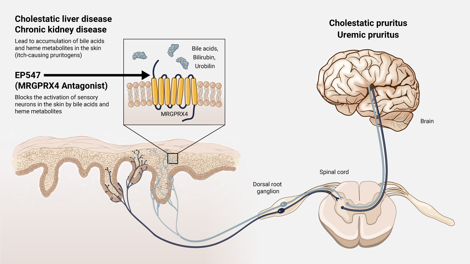 EP547 mechanism of action